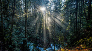 Sunbeam forest snowlight puzzle lens - the ground and trees free wallpaper for desktop