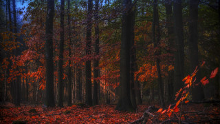 Autumn forest leaves fallen tree - fallen free wallpaper