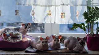 Hairless cats cushion window potted - plant free wallpaper for desktop