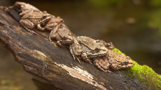 Frogs branch moss forest macro - moss free wallpaper