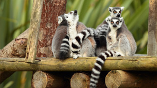 Lemurs wooden platform zoo blurry - anne nasmyth free wallpaper
