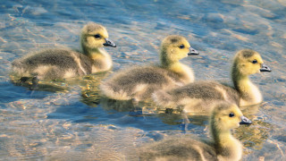 Ducks lake water animals impressionist - free beach wallpaper