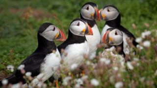 Birds green field flower bokeh - a lush green field of grass free wallpaper for desktop