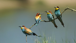 Birds branch water ecological art - top of a tree branch next free wallpaper