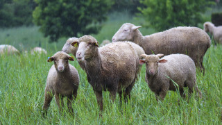 Sheep green field raindrops australian - a lush green field of grass free wallpaper for desktop