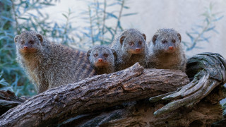 Small animals branch forest building - a building in the background free wallpaper for desktop