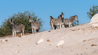 Zebras hill sun trees blue - animal free wallpaper for desktop
