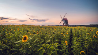 Windmill sunflowers sunset pink sky - free summer wallpaper for desktop