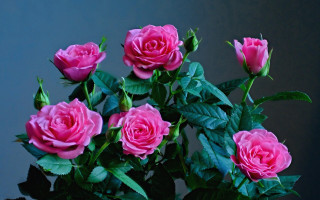 Pink roses vase leaves dark - pink rose free wallpaper for desktop