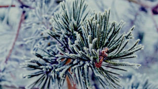 Pine tree snow ice bokeh - a blurry background of branches free wallpaper
