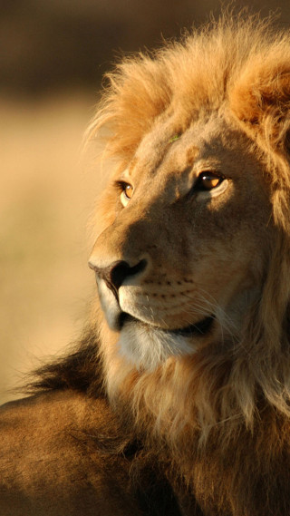 Lion mane big face wildlife - wildlife photography free wallpaper
