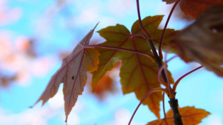 Leaf hanging branch blue sky - shallow depth of field free wallpaper