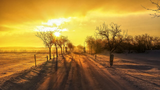 Snowy road trees sunset clouds - a line of trees free wallpaper for desktop