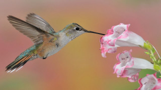 Hummingbird pinkflower openwings ecologicalart macroaward - its beak open free wallpaper