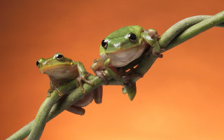 Frogs branch orange background macro - photograph free wallpaper for desktop