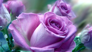Pink roses water droplets macro 3 - pink rose free wallpaper for desktop