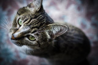 Green eyed cat looking up - a blurry background behind free wallpaper for desktop