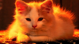 Cat glowing orange fire autumn - pop art free wallpaper