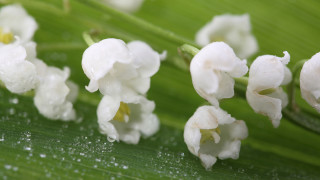Flower water droplets daisy lily - a green leaf free wallpaper