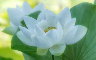 White flower yellow bug green - simple free wallpaper for desktop