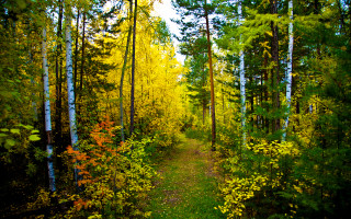 Autumn forest path yellow flowers - a few bush free wallpaper for desktop