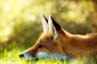 Fox laying grass eyes closed - ear free wallpaper