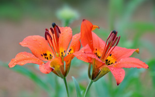 Orange flowers water droplets field - water droplet free wallpaper