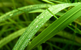 Green plant water droplets macro 13 - a green plant free wallpaper for desktop