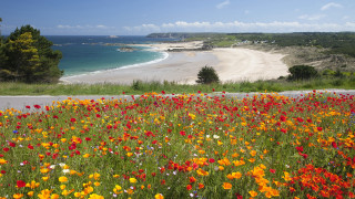 Flower field beach horizon autumn - colour free wallpaper for desktop
