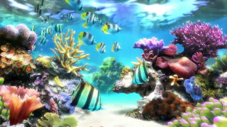 Fish swimming aquarium colorful fish - ernst haeckel free wallpaper