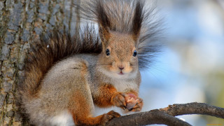 Squirrel eating nut woodland shock - a nut free wallpaper for desktop
