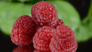 Raspberries leafy background macro photorealism - boetius adamsz bolswert free wallpaper for desktop
