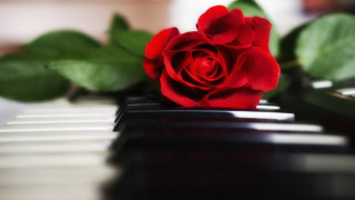 Red rose piano leaves green - single free wallpaper