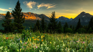 Wildflowers trees mountains sunset clouds - free summer wallpaper for desktop