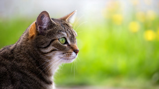 Green eyes cat blurry background - a blurry background of grass free wallpaper for desktop
