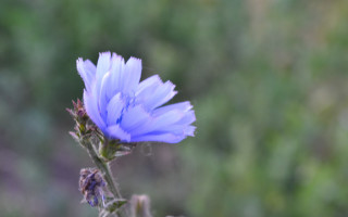 Blue flower blurry background macro 2 - a blue flower free wallpaper for desktop