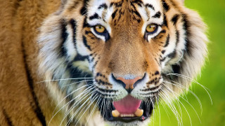 Tiger open mouth teeth sharp - tooth free wallpaper