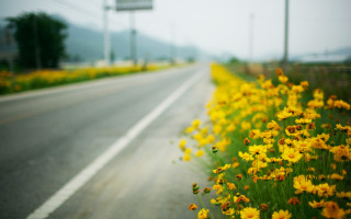 Yellow flowers road highway 101 - choi buk free wallpaper for desktop