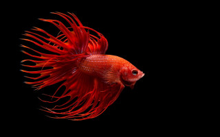 Red fish long tail photorealism - the image free wallpaper for desktop