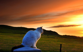 Cat sunset horizon mountains grass - a cat free wallpaper