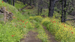 Woods trail wildflowers rockwall colorful - a rock wall in the background free wallpaper