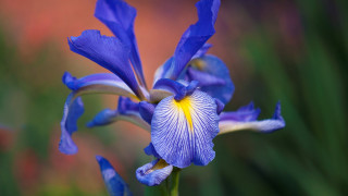 Blue flower yellow stamens garden - green grass free wallpaper