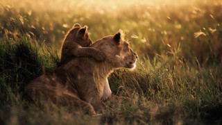 Lion lioness field grass sunshine - tall free wallpaper