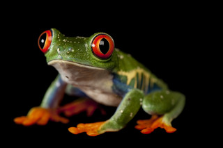 Frog red eyes black background - animal photography free wallpaper