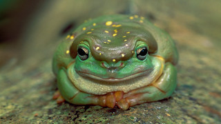 Green frog yellow spots rock - on free wallpaper for desktop