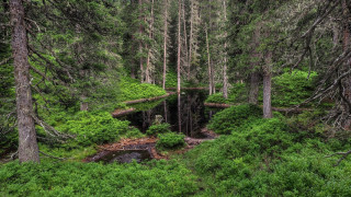 Small hut forest trees stream - a stream free wallpaper