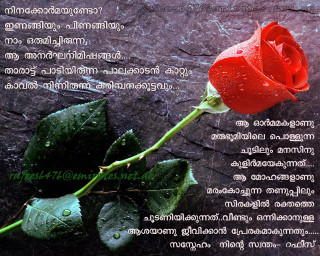 Red rose rain drops thai - rain free wallpaper for desktop