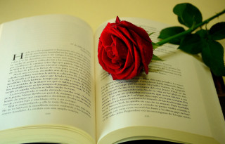 Red rose open book flower - a flower free wallpaper for desktop