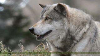 Wolf standing grass mouth open - his mouth open free wallpaper