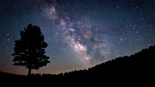 Tree night sky stars milky - milky free wallpaper